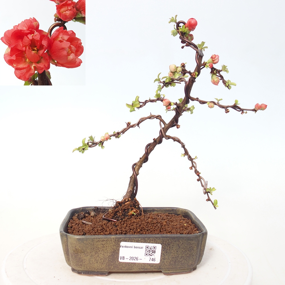 Outdoor bonsai - Chaneomeles s. Red Joy - Quince