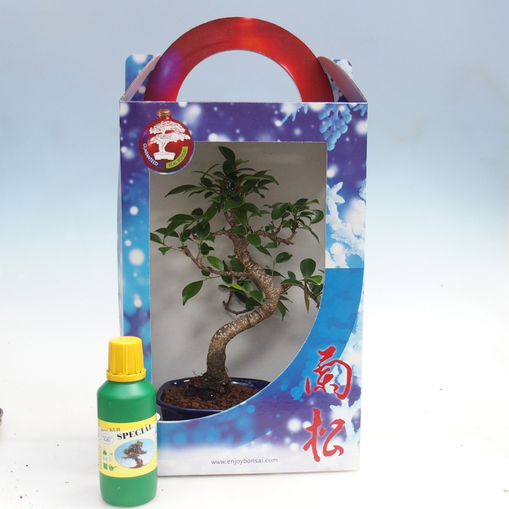Room bonsai in gift box Ficus retusa - Small-leaved ficus