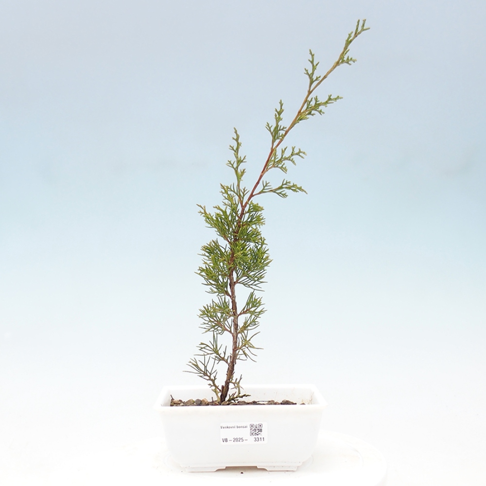 Outdoor bonsai - Juniperus chinensis Itoigawa - Chinese juniper