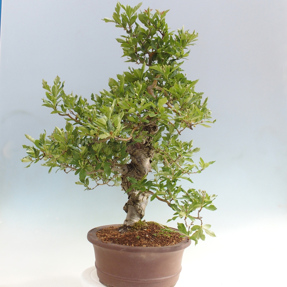 Outdoor bonsai - Hawthorn - Crataegus cuneata