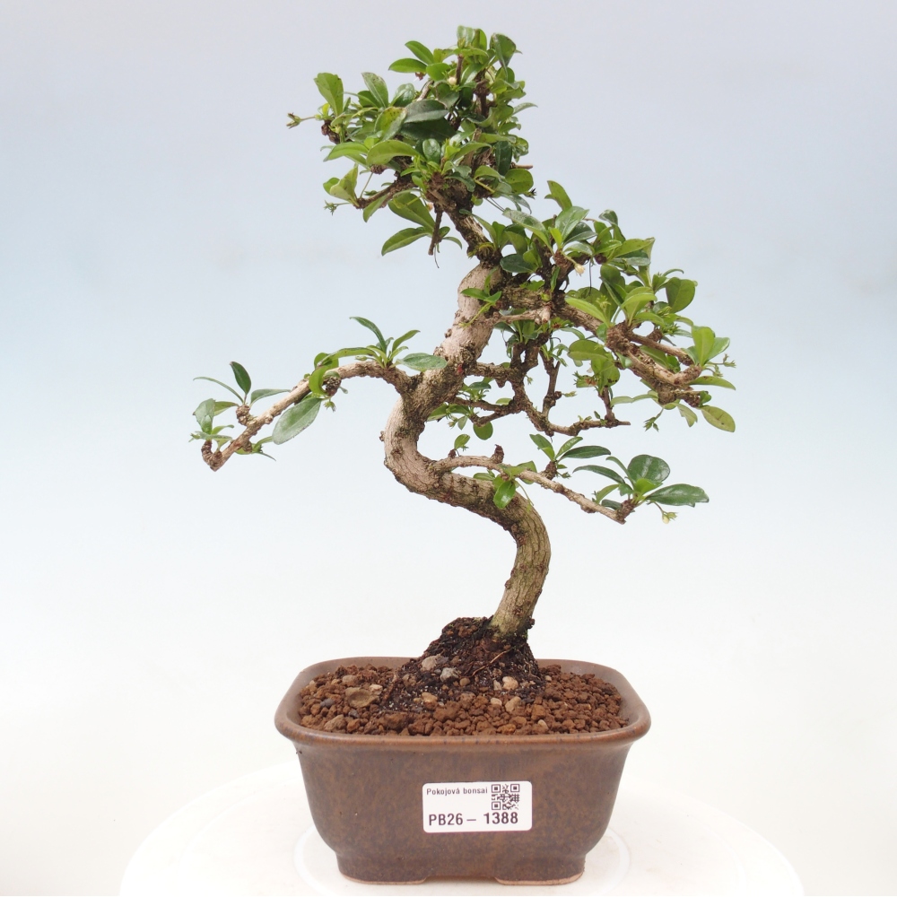 Room bonsai - Carmona macrophylla - Tea fuki