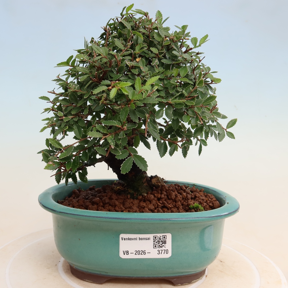 Outdoor bonsai - Zelkova - Zelkova NIRE