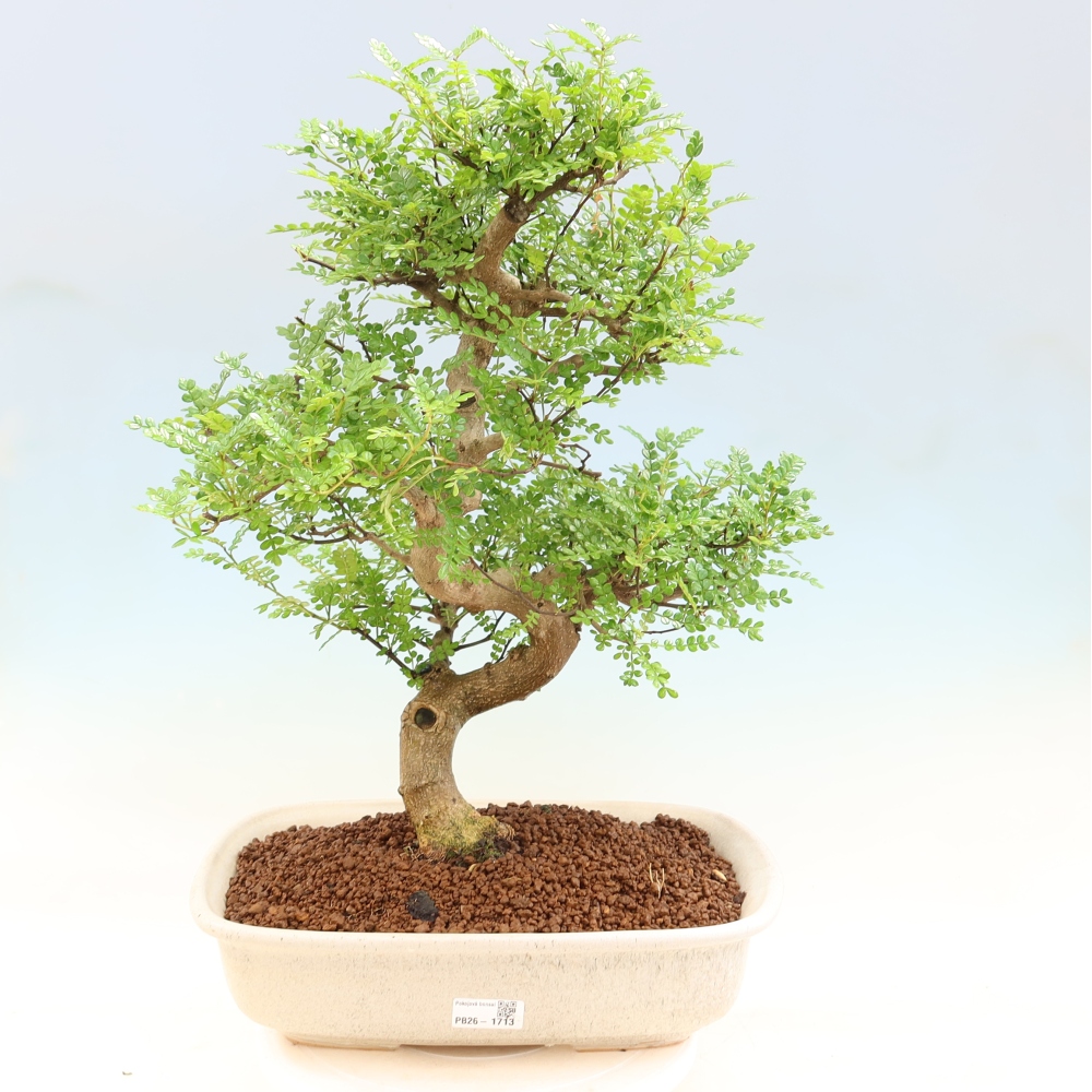 Room bonsai - Zantoxylum piperitum - pepper tree