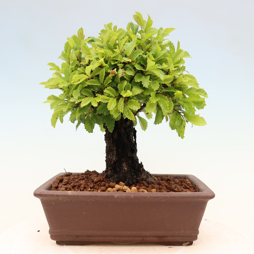 Outdoor bonsai - Zelkova - Zelkova NIRE