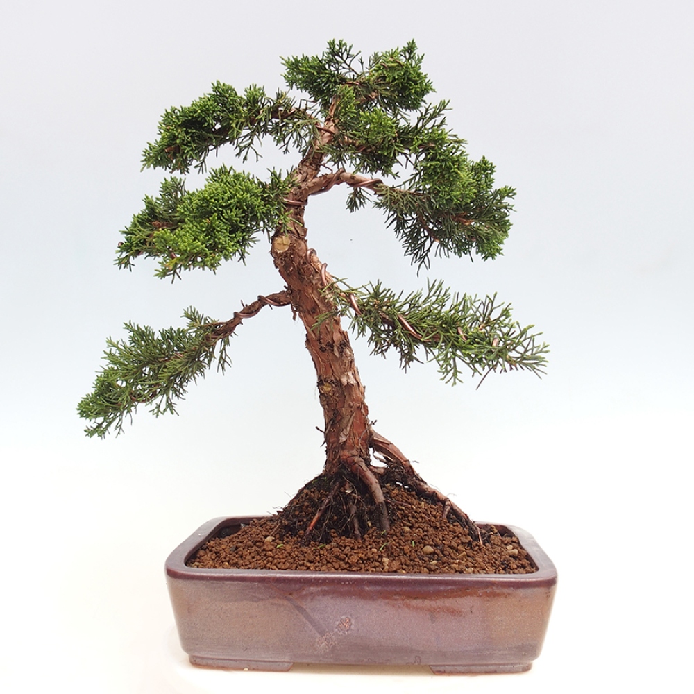 Outdoor bonsai - Juniperus chinensis Kishu - Chinese juniper