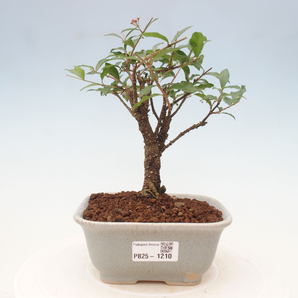 Room bonsai - Malpighia coccigera- Barbdorian cherry