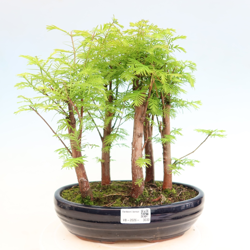 Outdoor Bonsai - Metasequoia glyptostroboides - Chinese Metasequoia - Grove