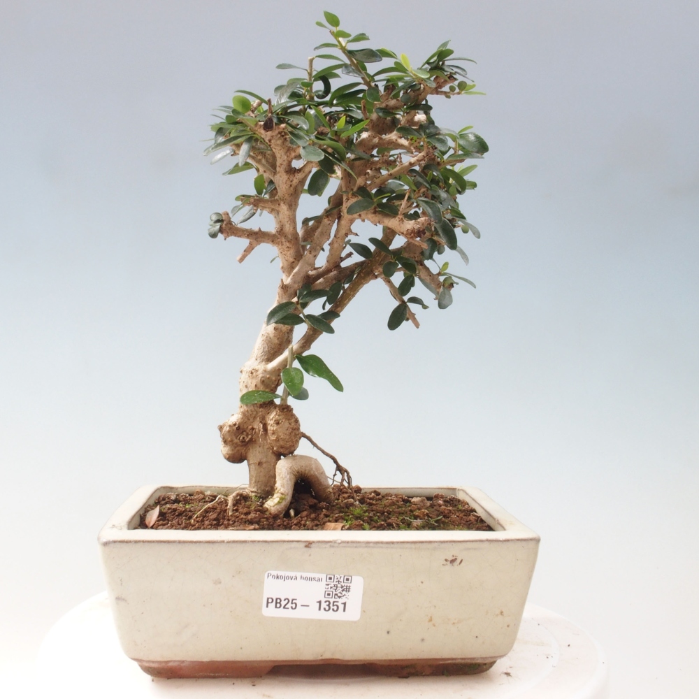 Indoor bonsai - Olea europaea sylvestris - European small-leaved olive oil