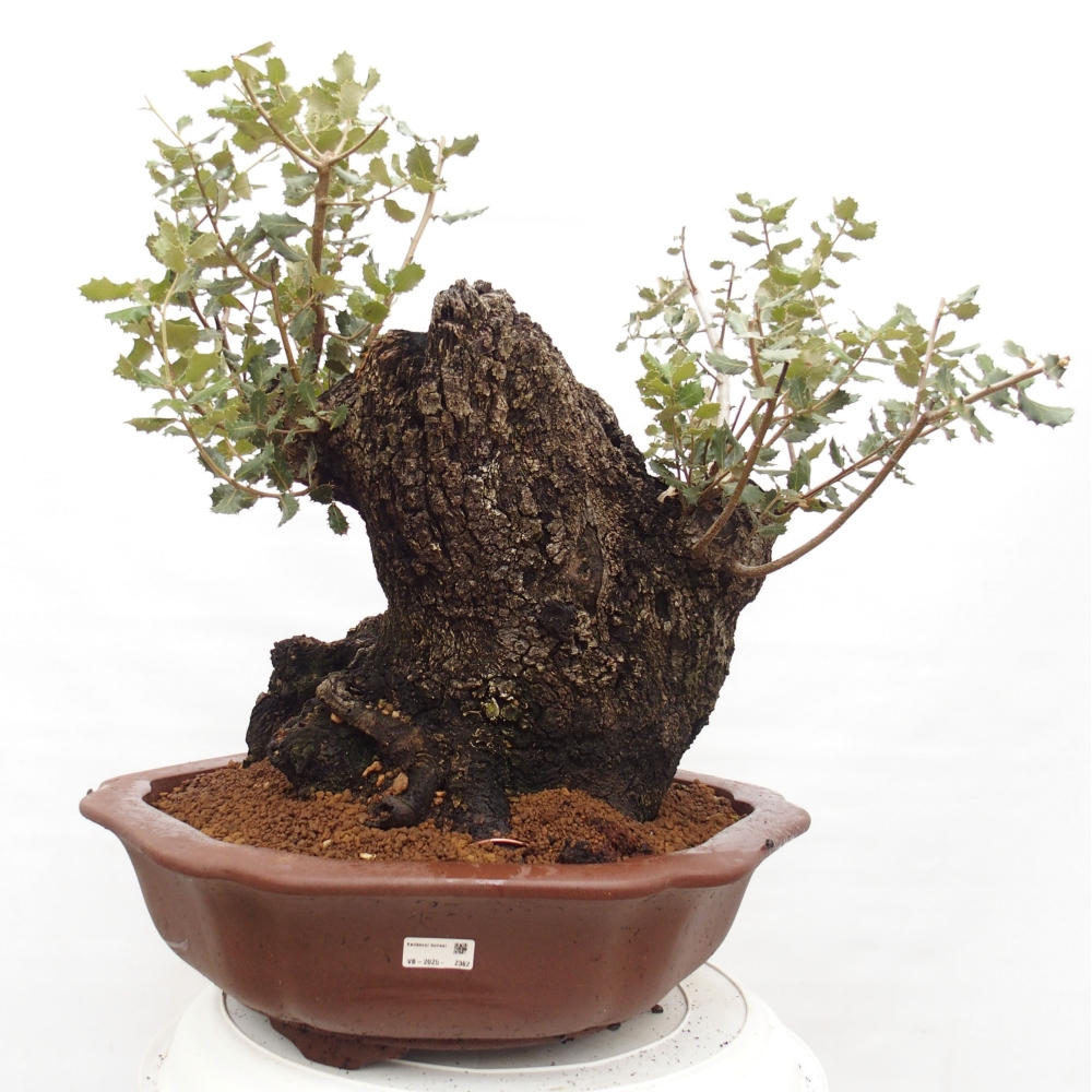 Yamadori - Quercus Ilex - Oak holly