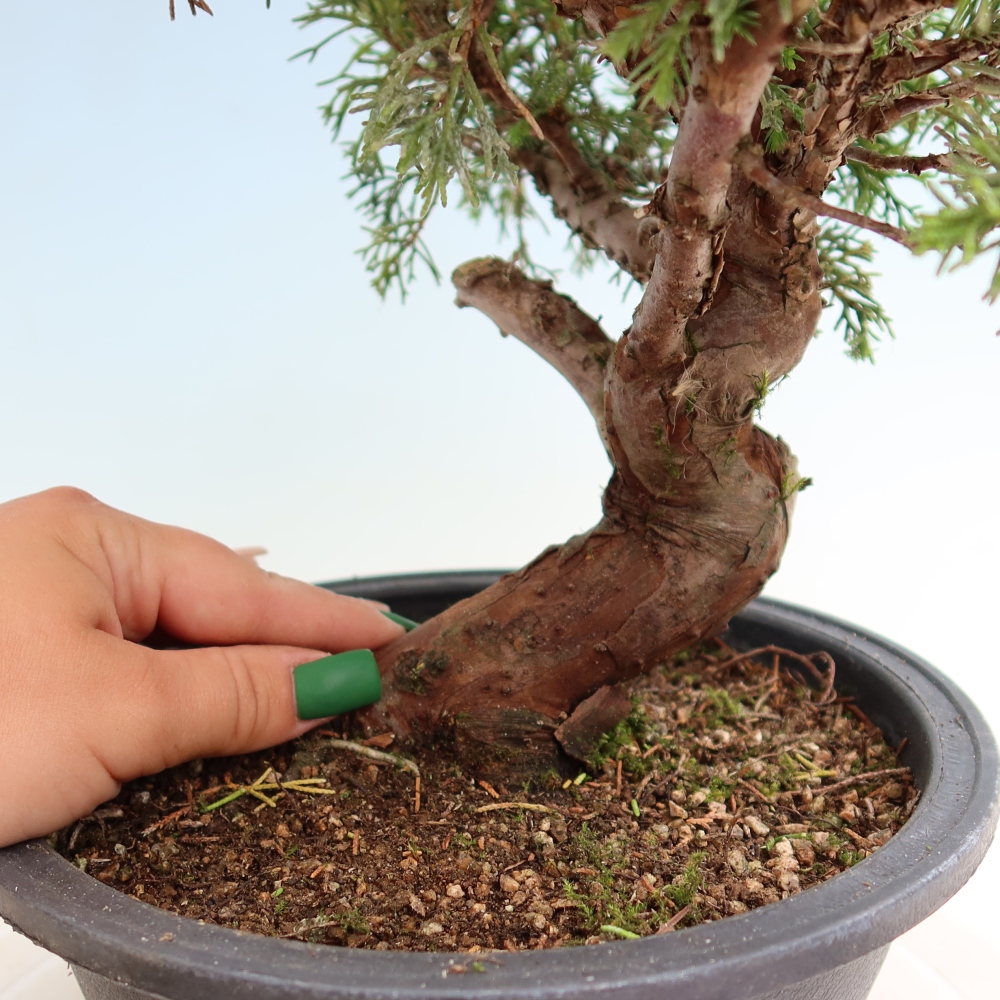 Outdoor Bonsai - Juniperus chinensis Itoigawa - Chinese Juniper