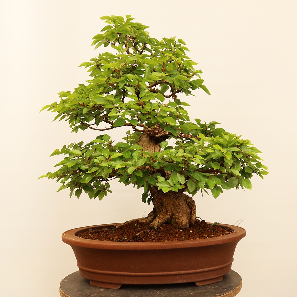 Outdoor bonsai - Carpinus Coreana - Korean hornbeam
