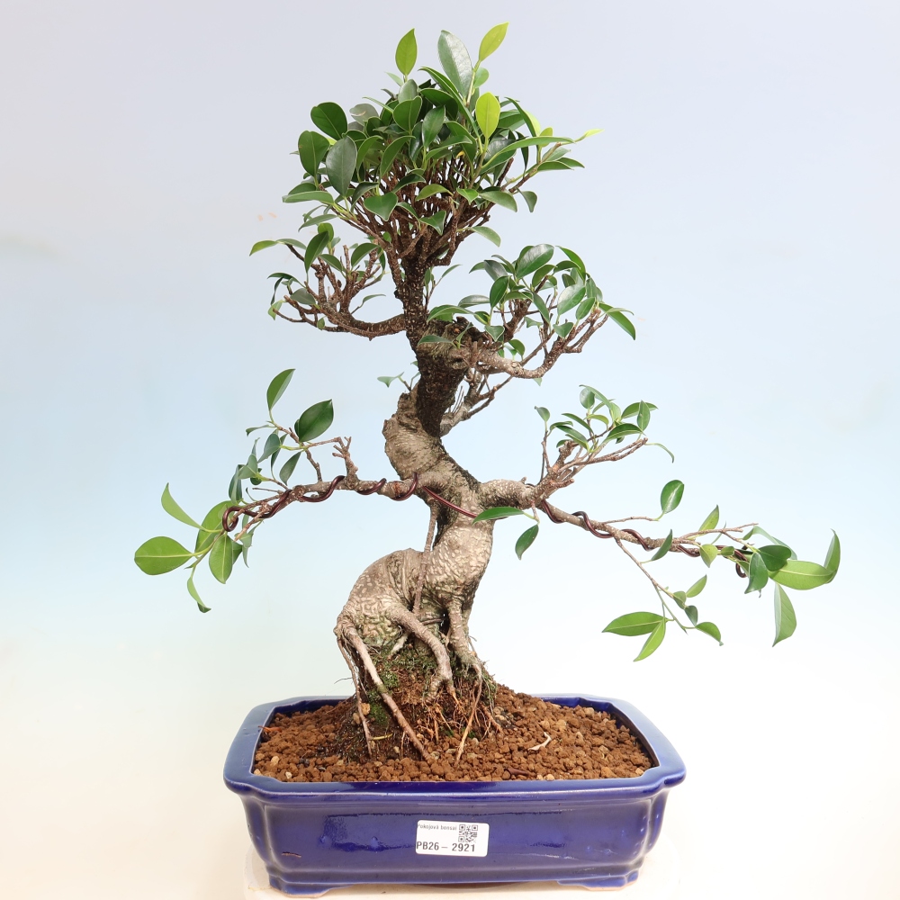 Room bonsai - Ficus kimmen - small-leaved ficus