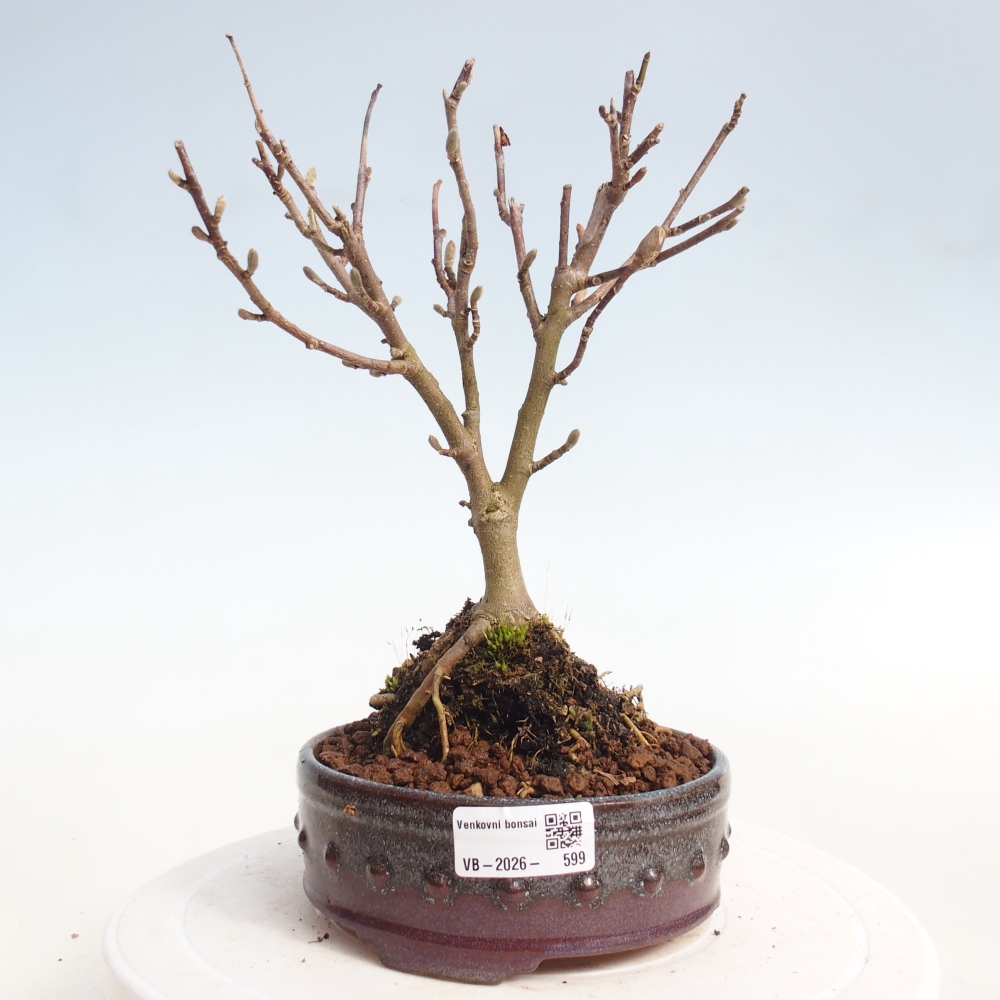 Outdoor bonsai - Magnolia stellata