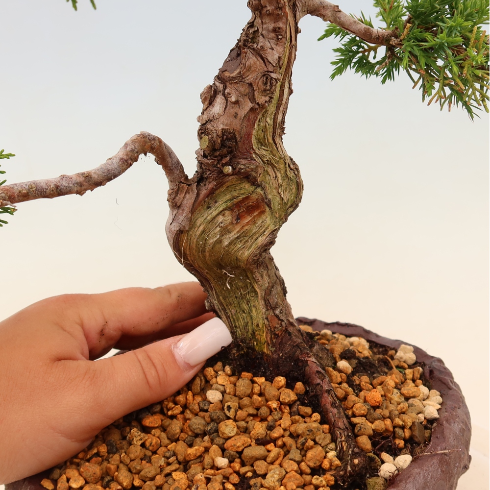 Outdoor bonsai - Juniperus chinensis Itoigawa