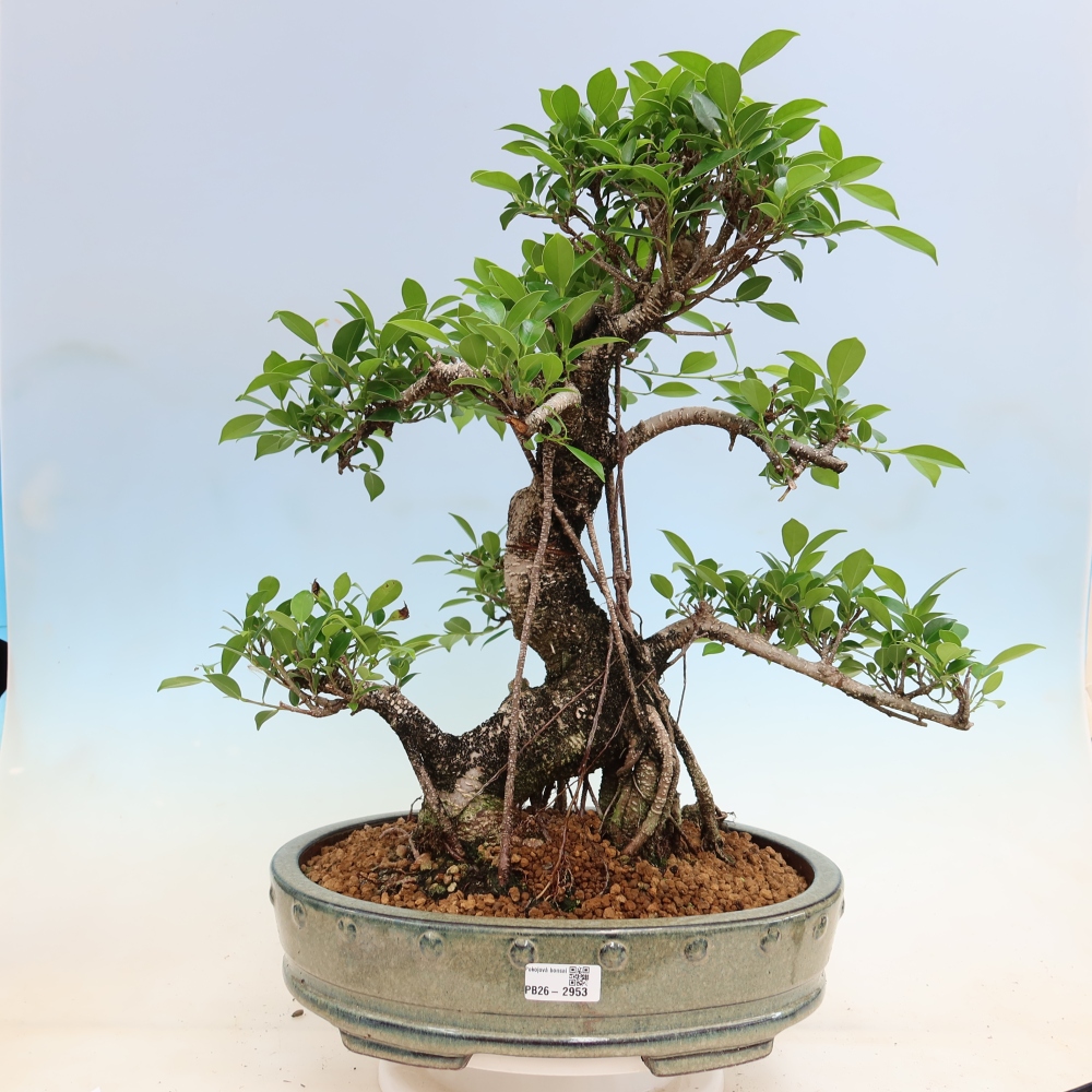 Room bonsai - Ficus kimmen - small-leaved ficus