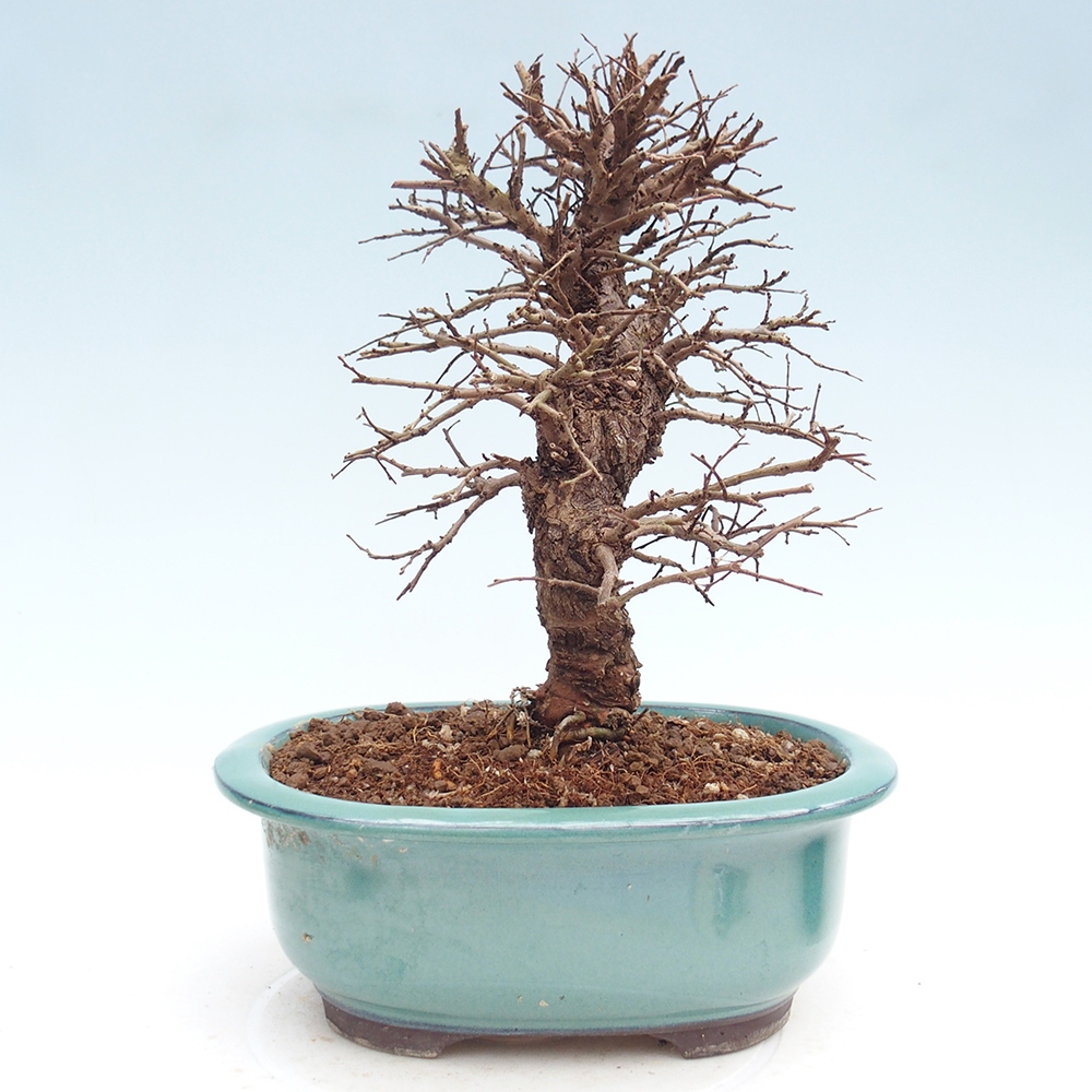 Outdoor bonsai - Zelkova - Zelkova NIRE