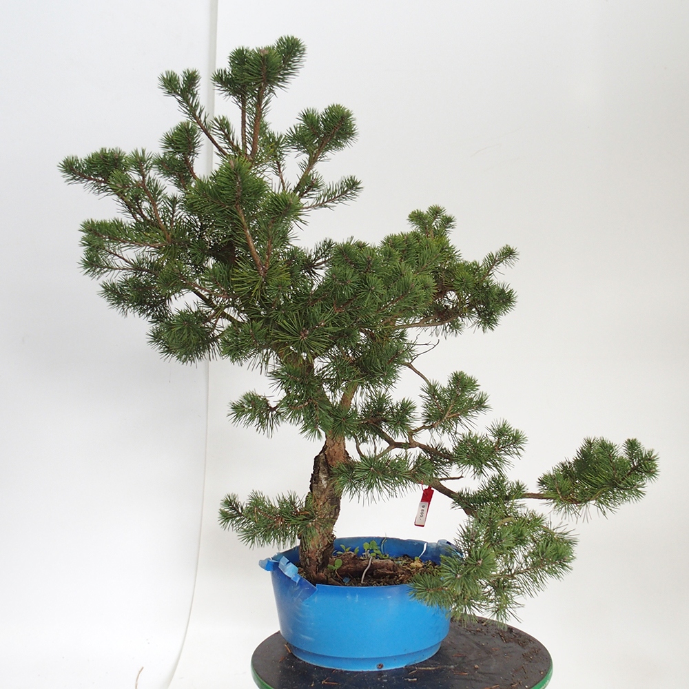 Yamadori - Pinus sylvestris Spain