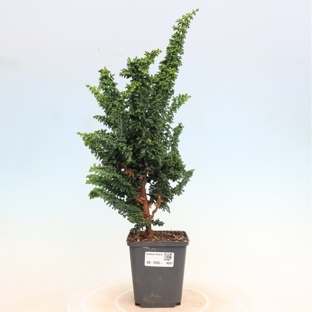 Outdoor bonsai - Cham. obtusa SEKKA HINOKI - Cypress