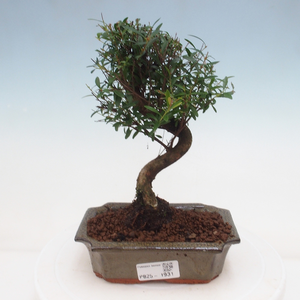 Room bonsai - Syzygium - Pimentovník