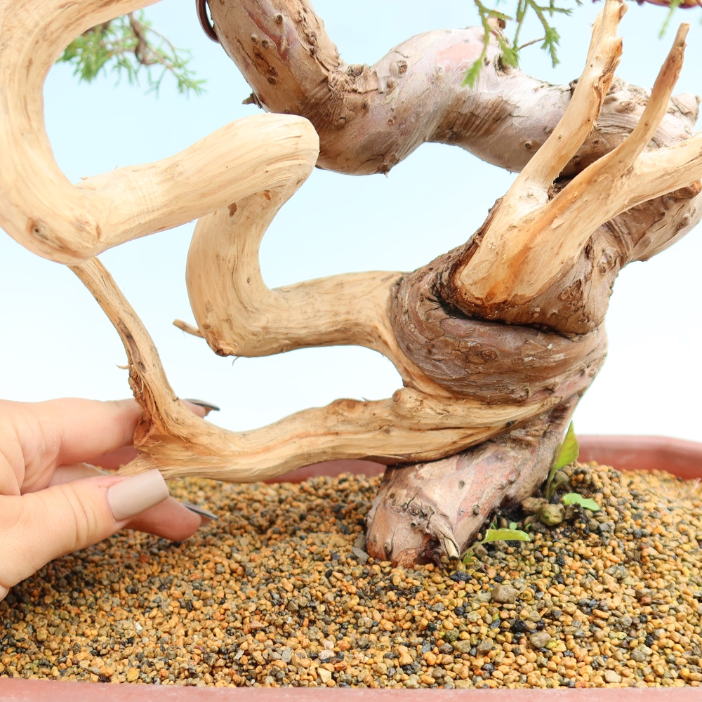 Outdoor Bonsai - Juniperus chinensis Itoigawa - Chinese Juniper