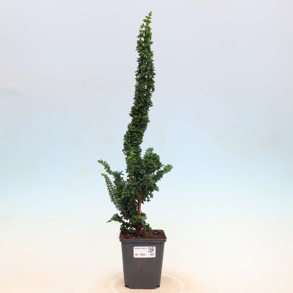 Outdoor bonsai - Cham. obtusa SEKKA HINOKI - Cypress