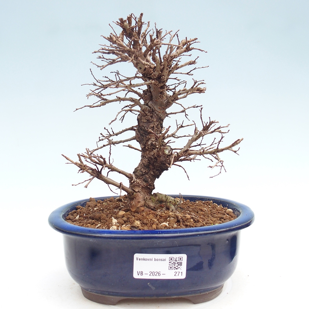 Outdoor bonsai - Zelkova - Zelkova NIRE