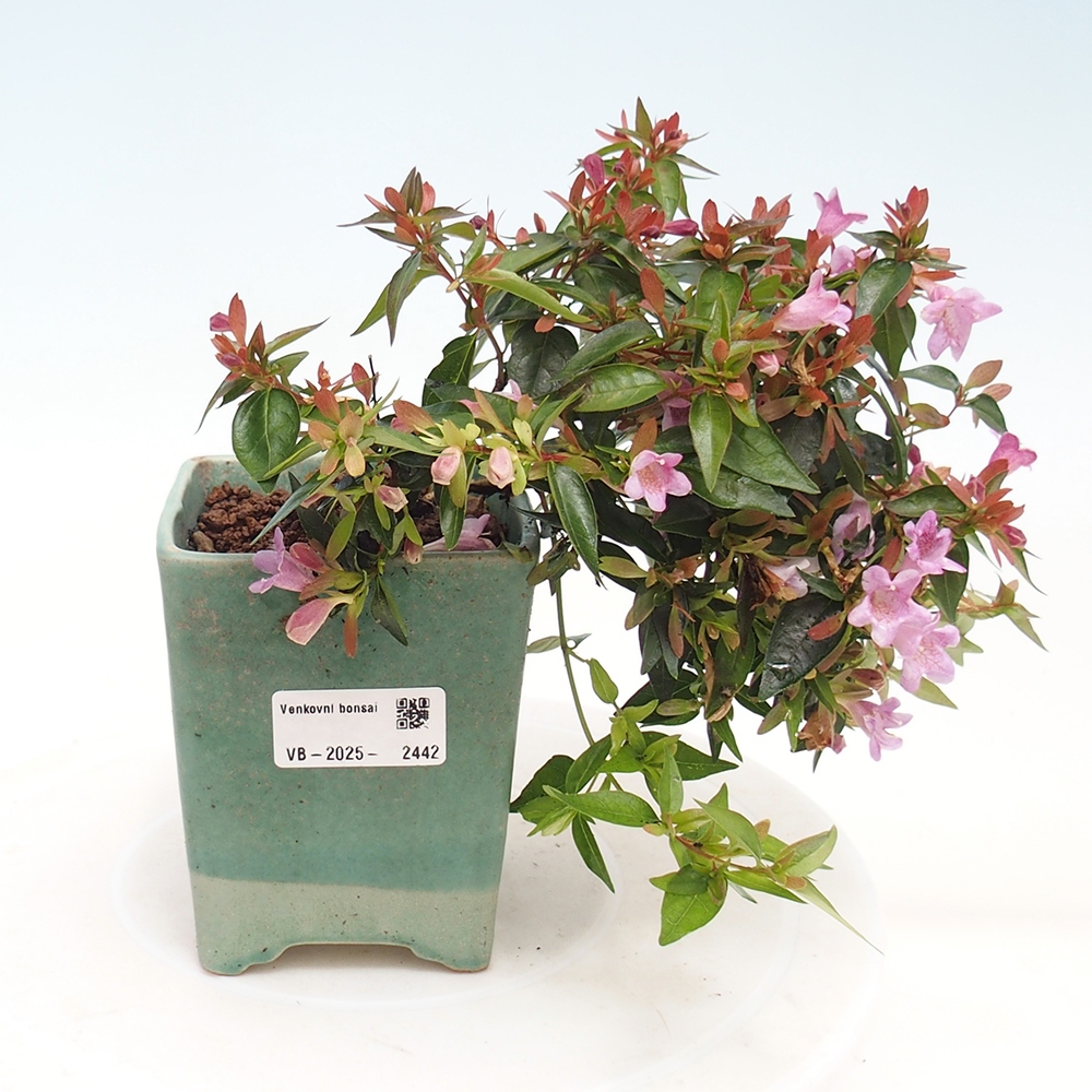 Outdoor bonsai - Abelia Grandiflora - Abelia grandiflora