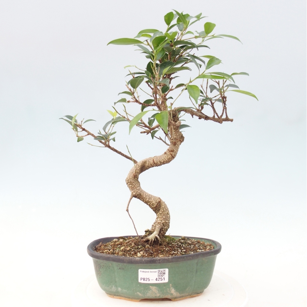 Room bonsai - Ficus retusa - small-leaved ficus