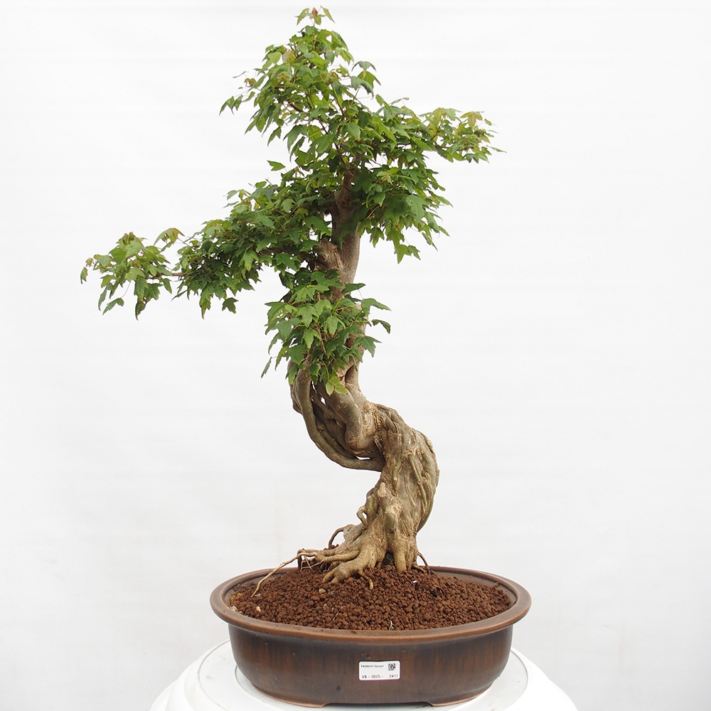 Outdoor bonsai - Maple Buergerianum - Burger Maple