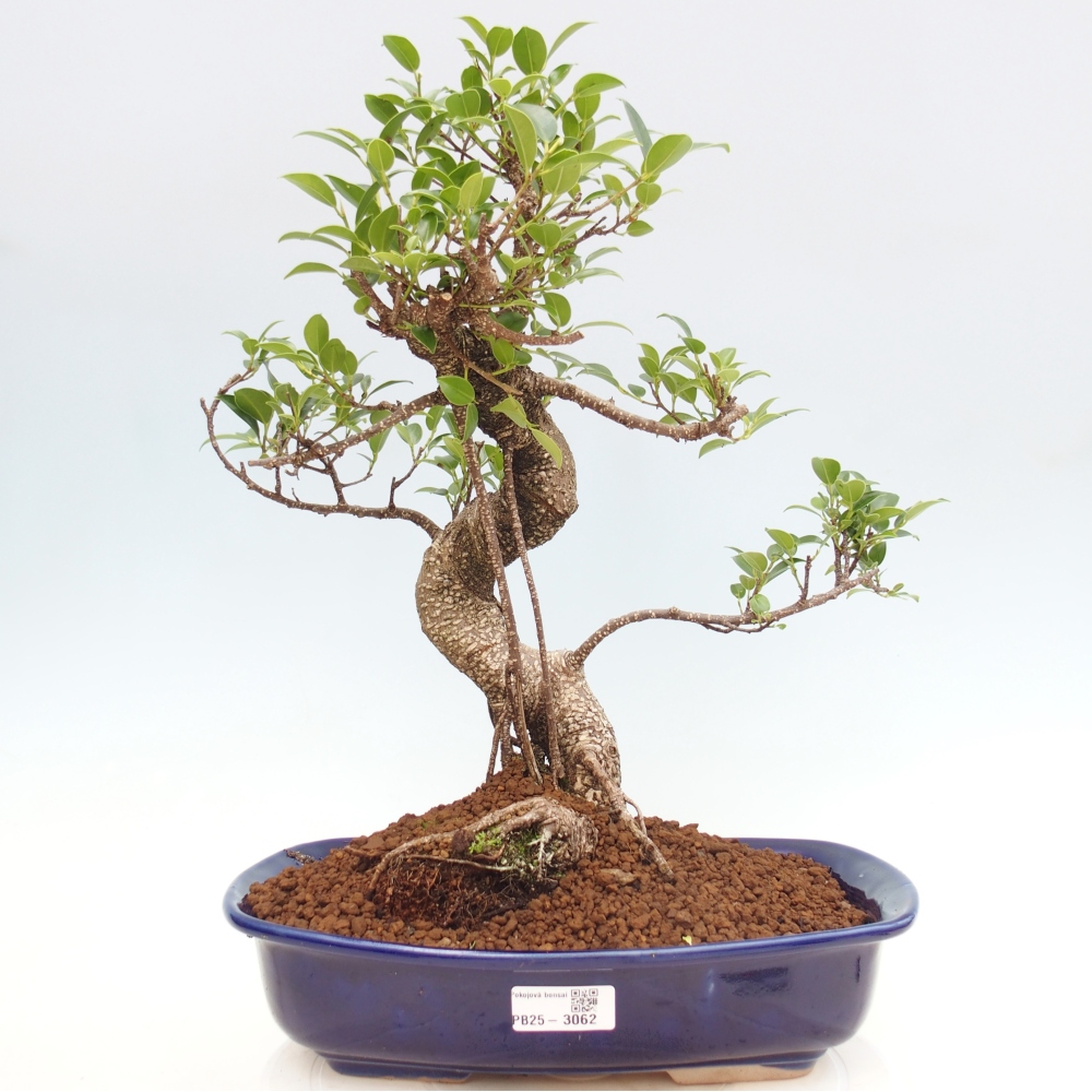Indoor bonsai - Ficus kimmen - small-leaved ficus
