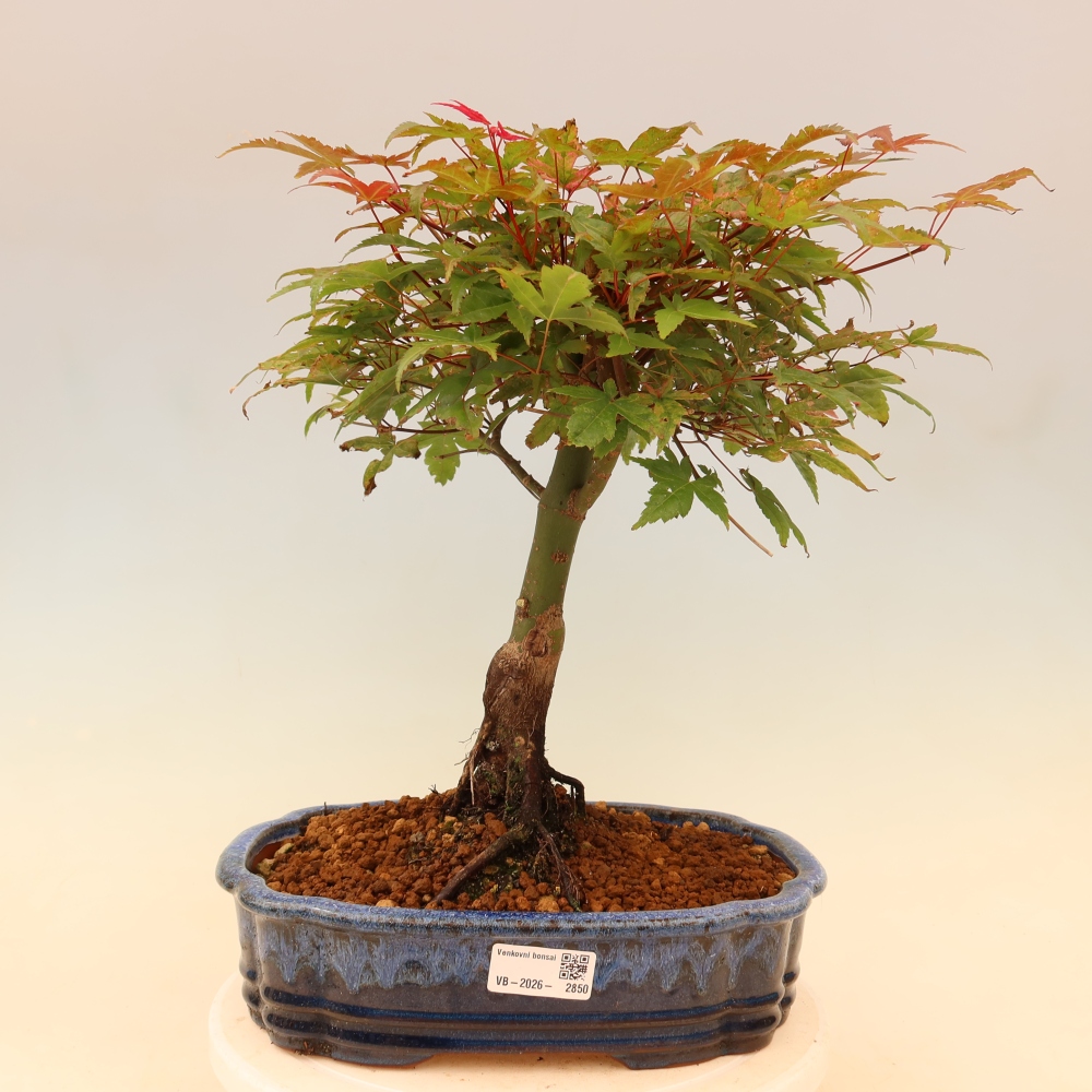 Norway maple - Acer palmatum Beni Tsukasa