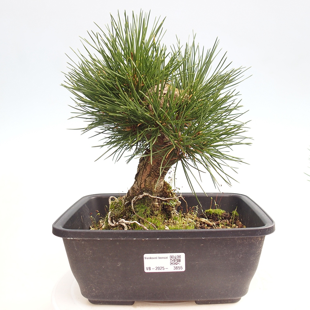Outdoor bonsai - Pinus thunbergii - Thunberg pine