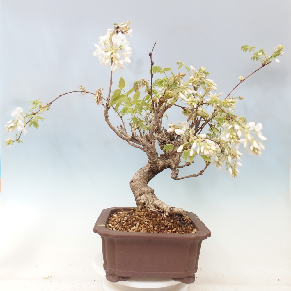 Outdoor bonsai - Vistaria - Wisteria