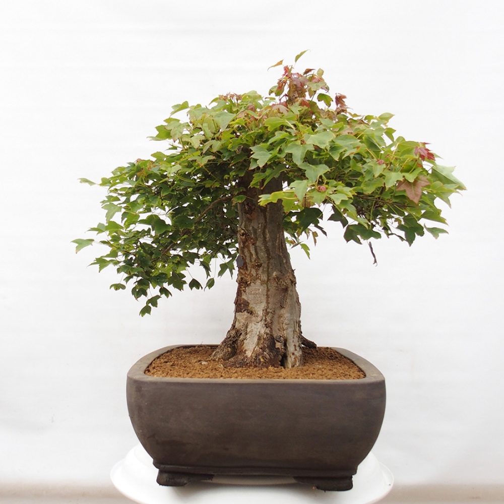 Outdoor bonsai - Maple Buergerianum - Burger Maple