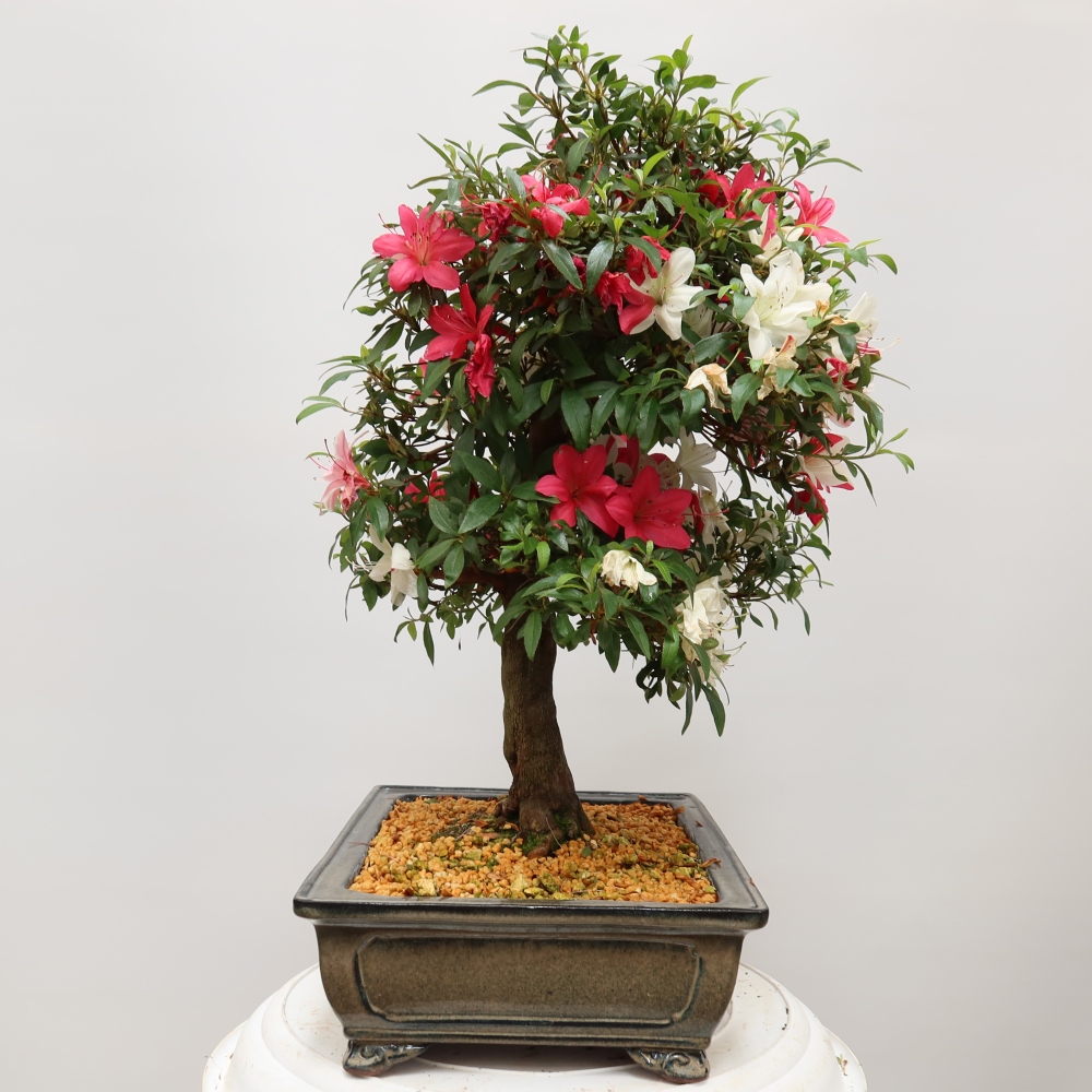 Outdoor bonsai - Japanese azalea - Azalea satsuki