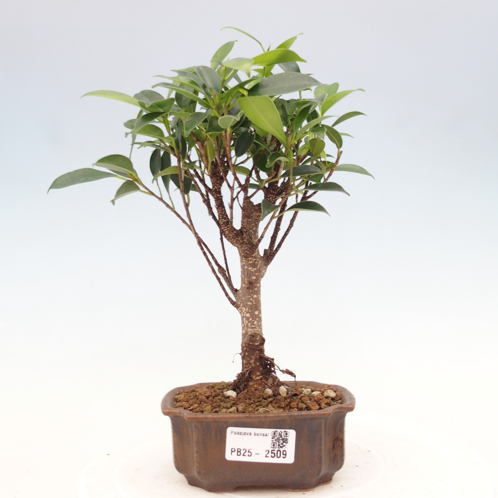 Indoor bonsai - Small-leaved ficus - Ficus kimmen