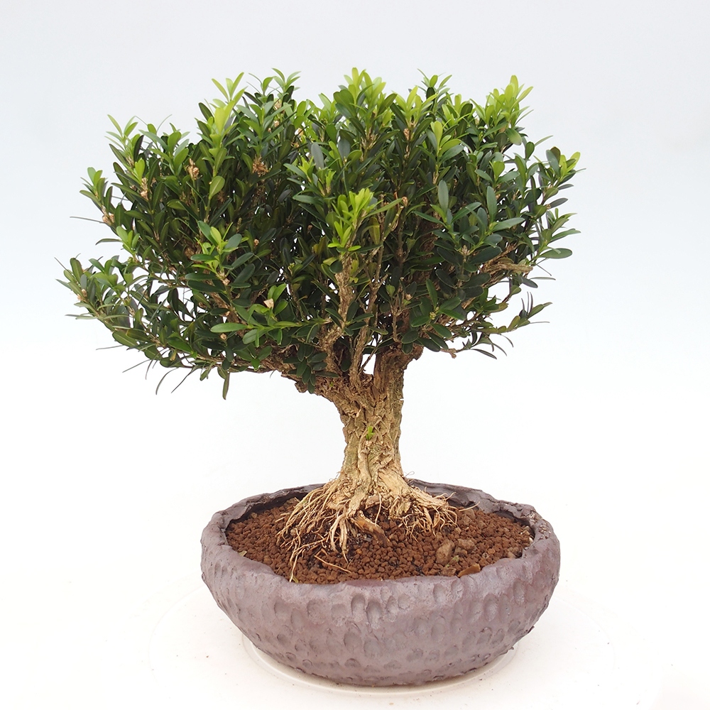 Room bonsai - Buxus harlandii - cork buxus