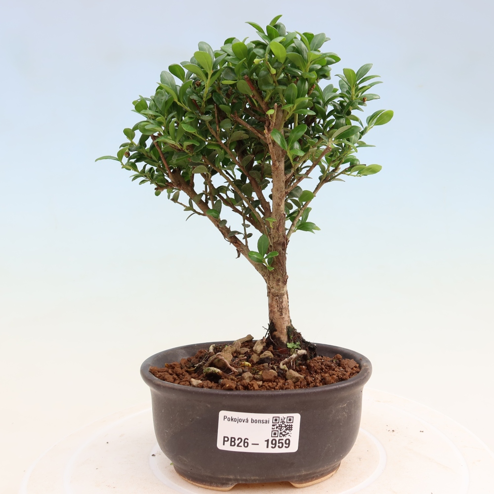 Room bonsai - Ilex crenata - Holly