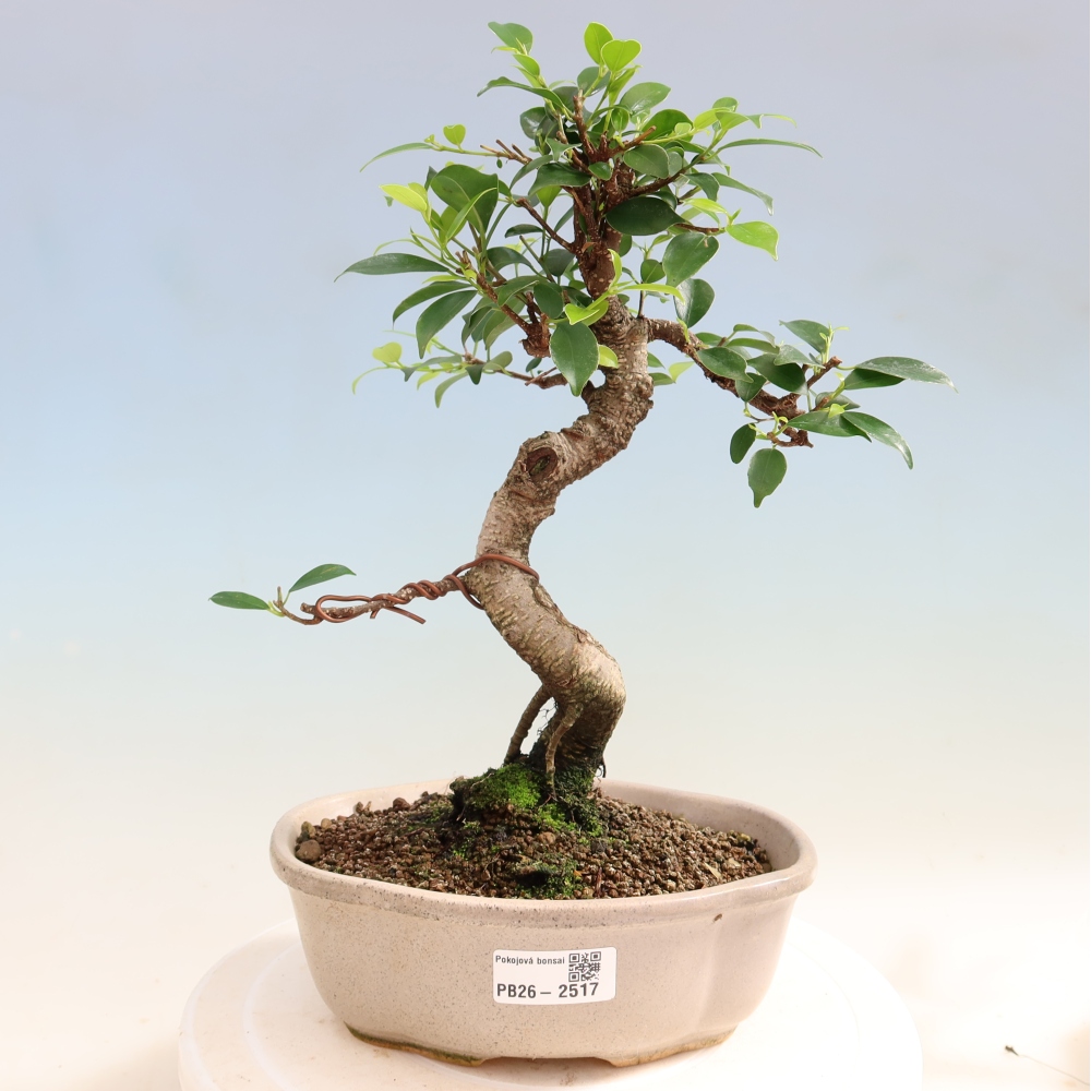 Room bonsai - Ficus retusa - small-leaved ficus