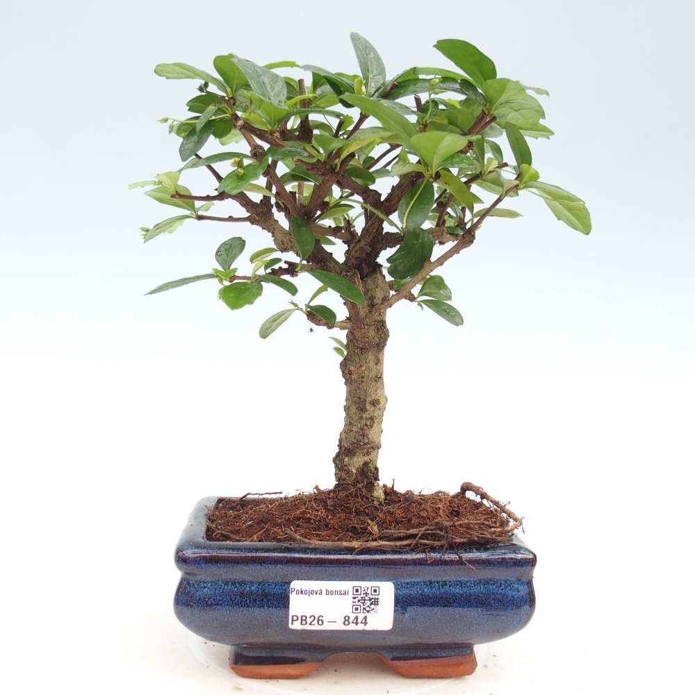 Room bonsai - Carmona macrophylla - Tea fuki