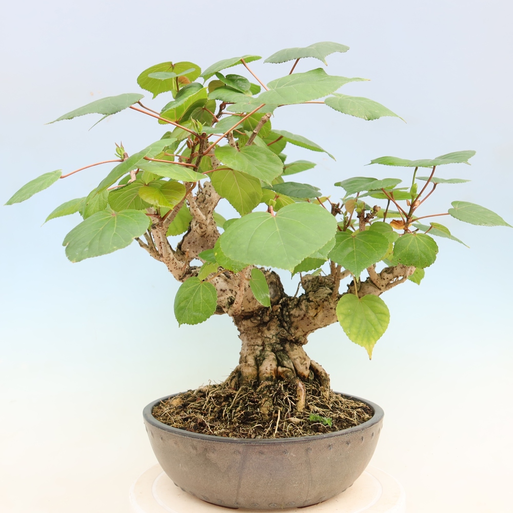 Indoor bonsai - Hibiscus tiliaceus - Sea Hibiscus