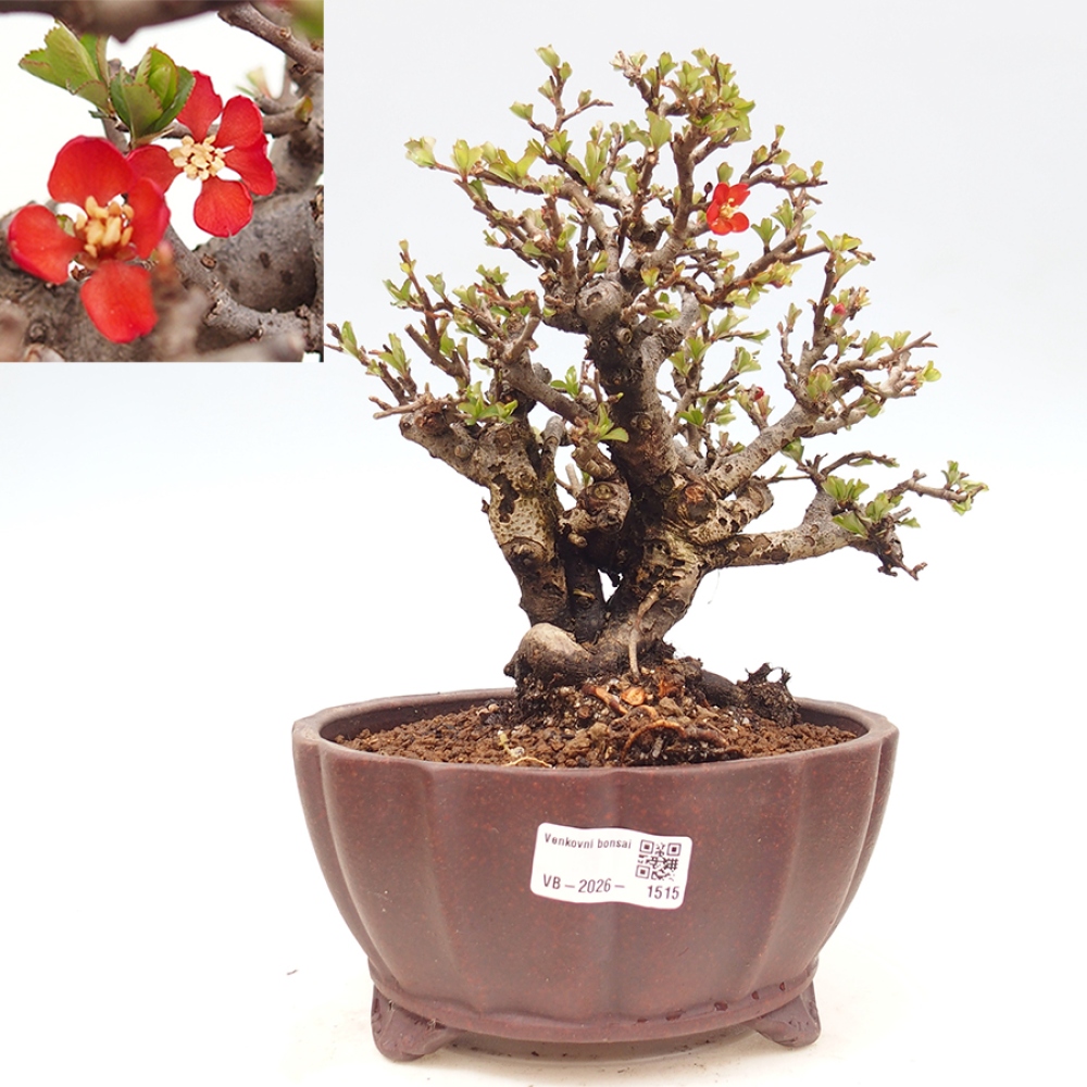 Outdoor bonsai - Chaneomeles speciosa - Quince