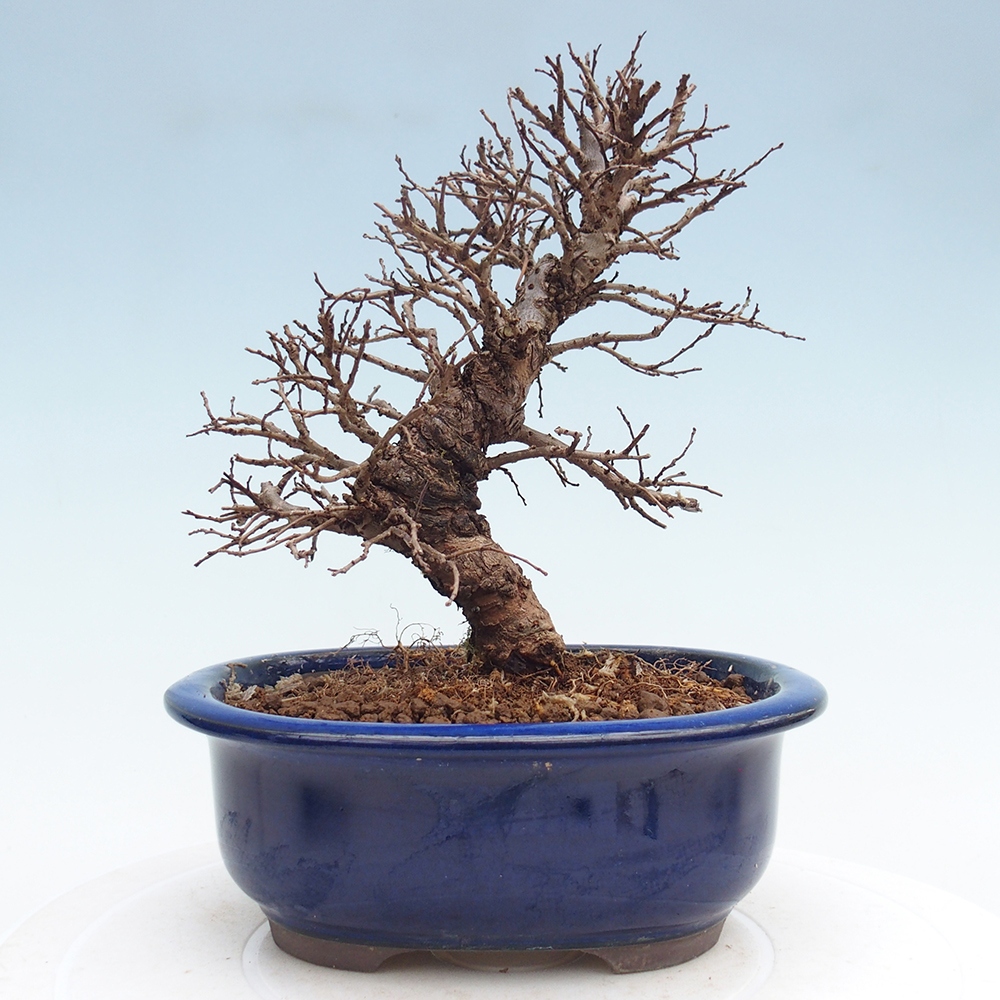 Outdoor bonsai - Zelkova - Zelkova NIRE
