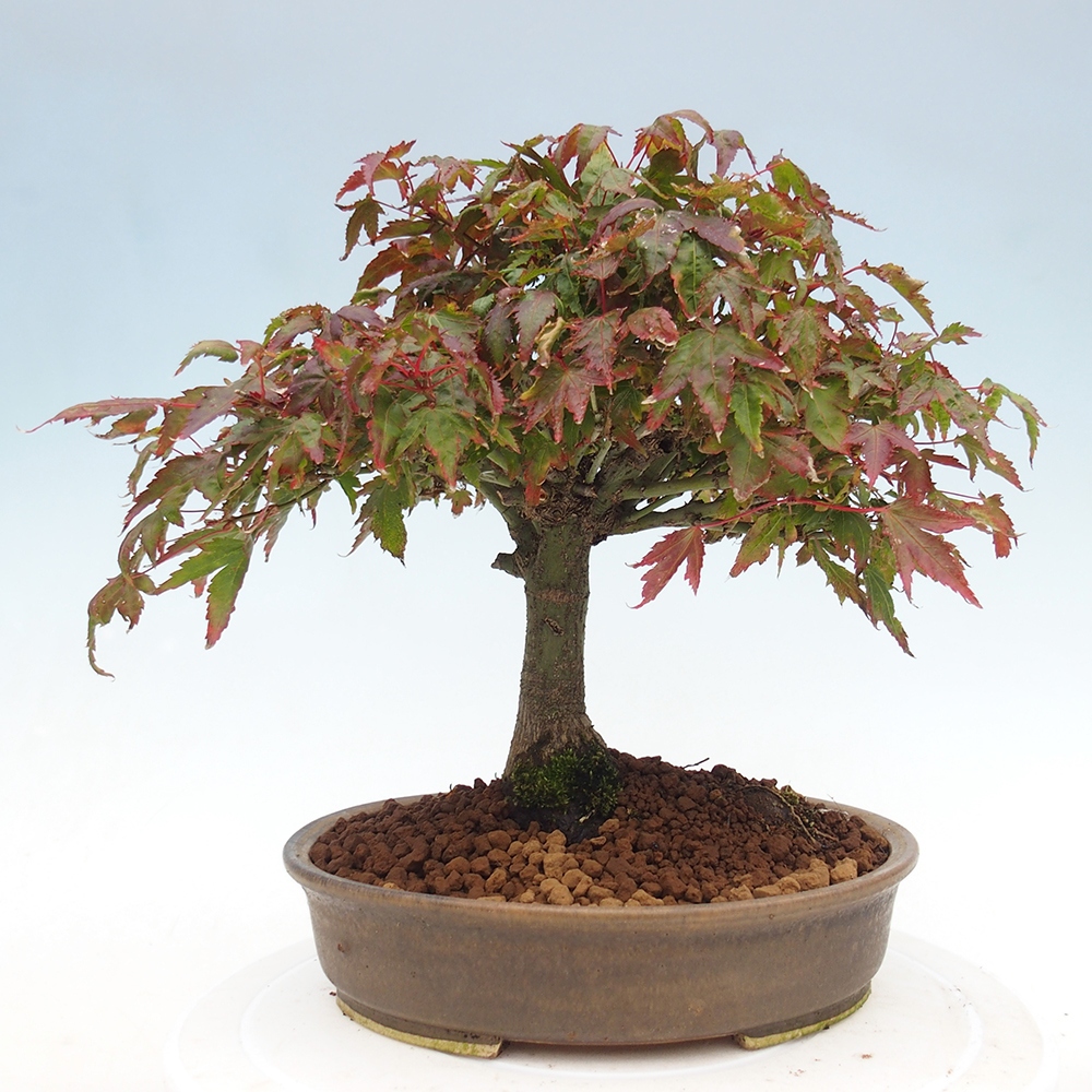 Acer palmatum KIOHIME - Palmetto maple