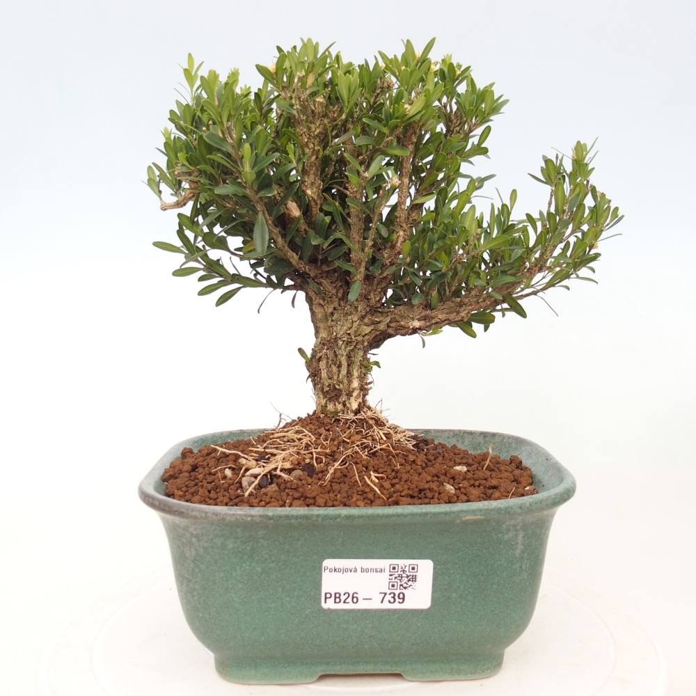 Room bonsai - Buxus harlandii - cork buxus