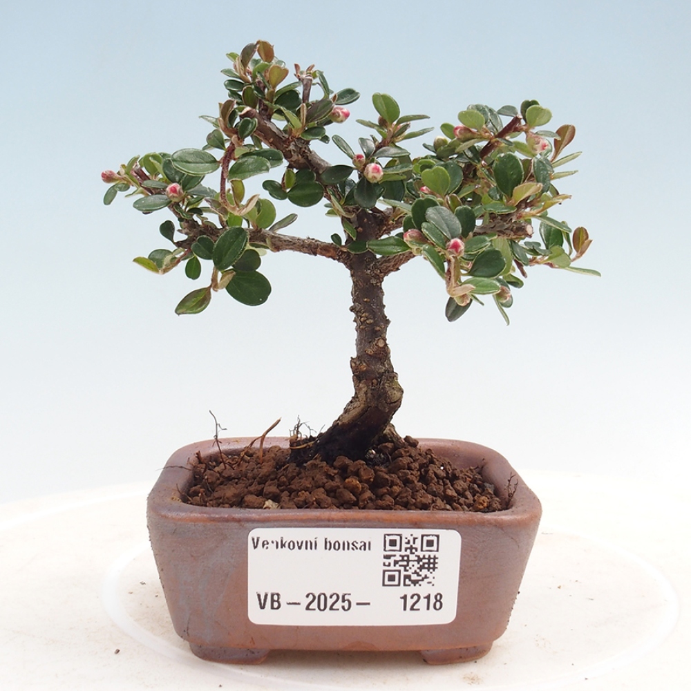 Outdoor bonsai - Cotoneaster horizontalis - Rock tree