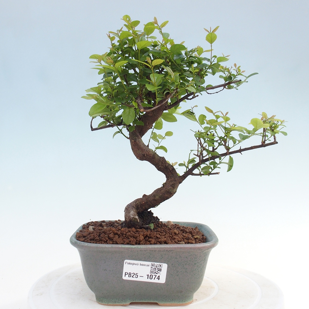 Indoor bonsai - Sagerécie thea - Sagerécie thea