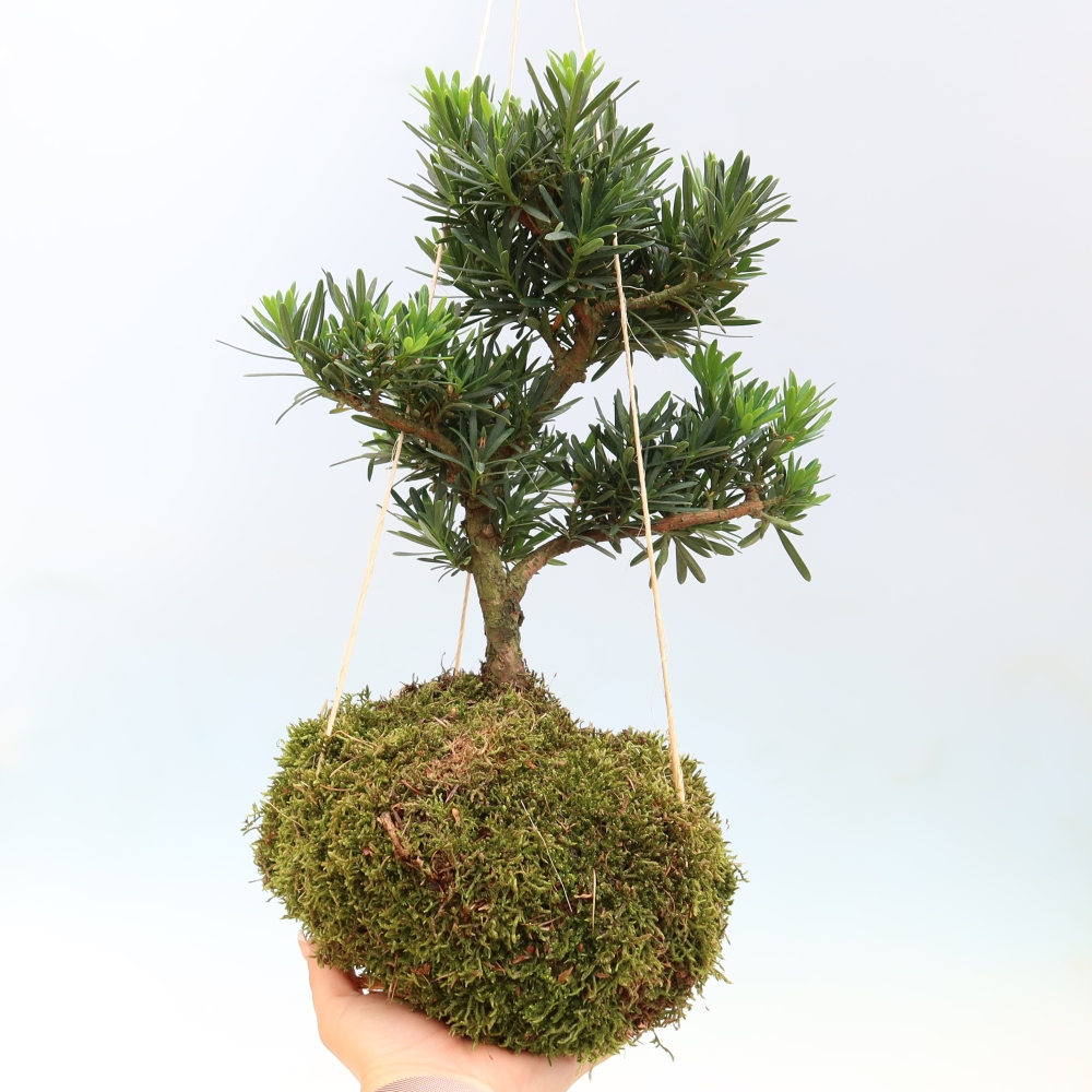 Kokedama in a Ceramic Pot - Podocarpus - Stone Yew