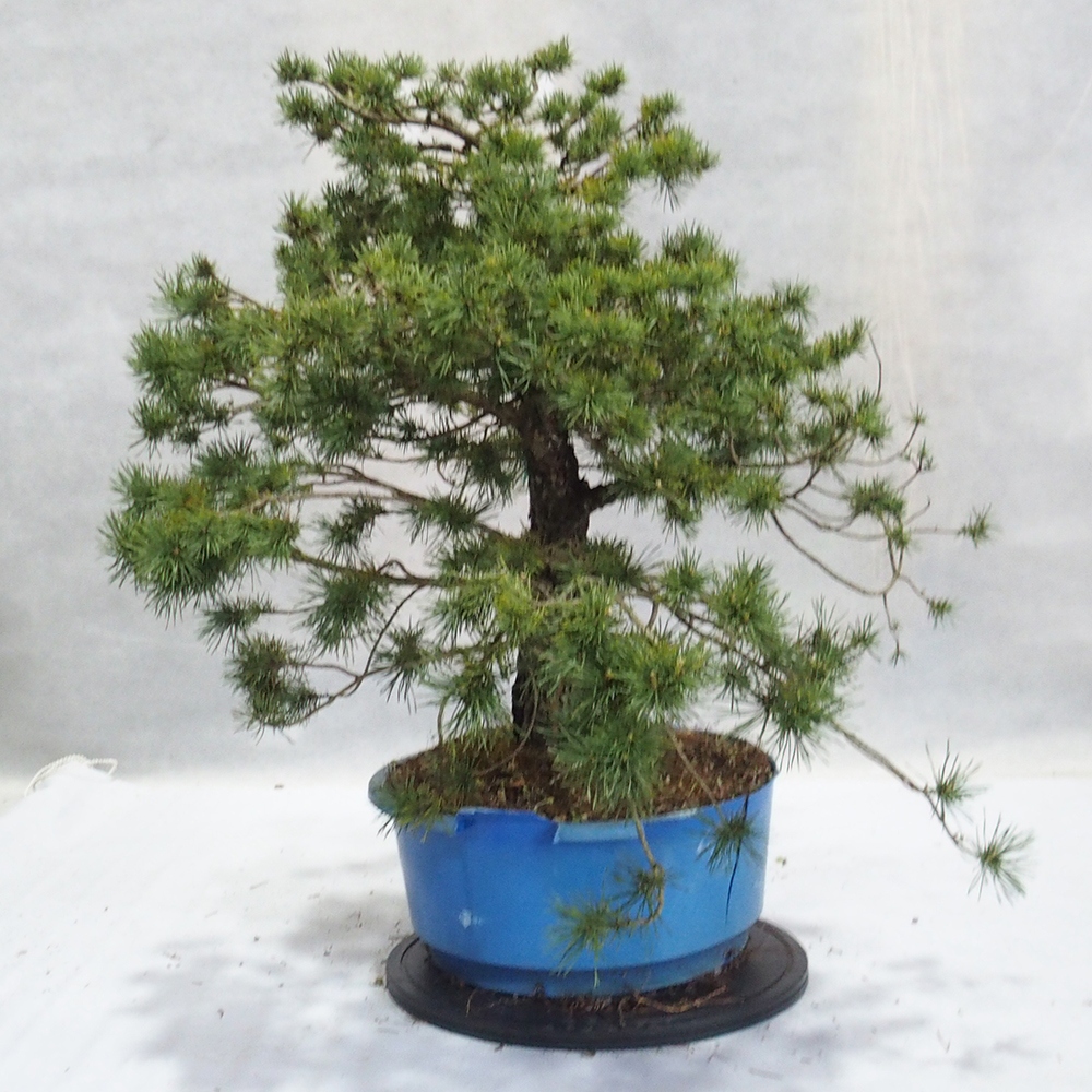 Yamadori - Pinus sylvestris 