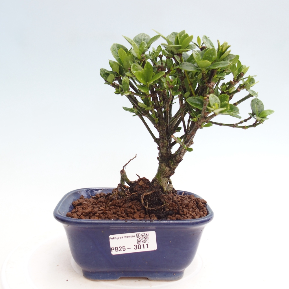 Room bonsai - Gardenia jasminoides-Gardenie